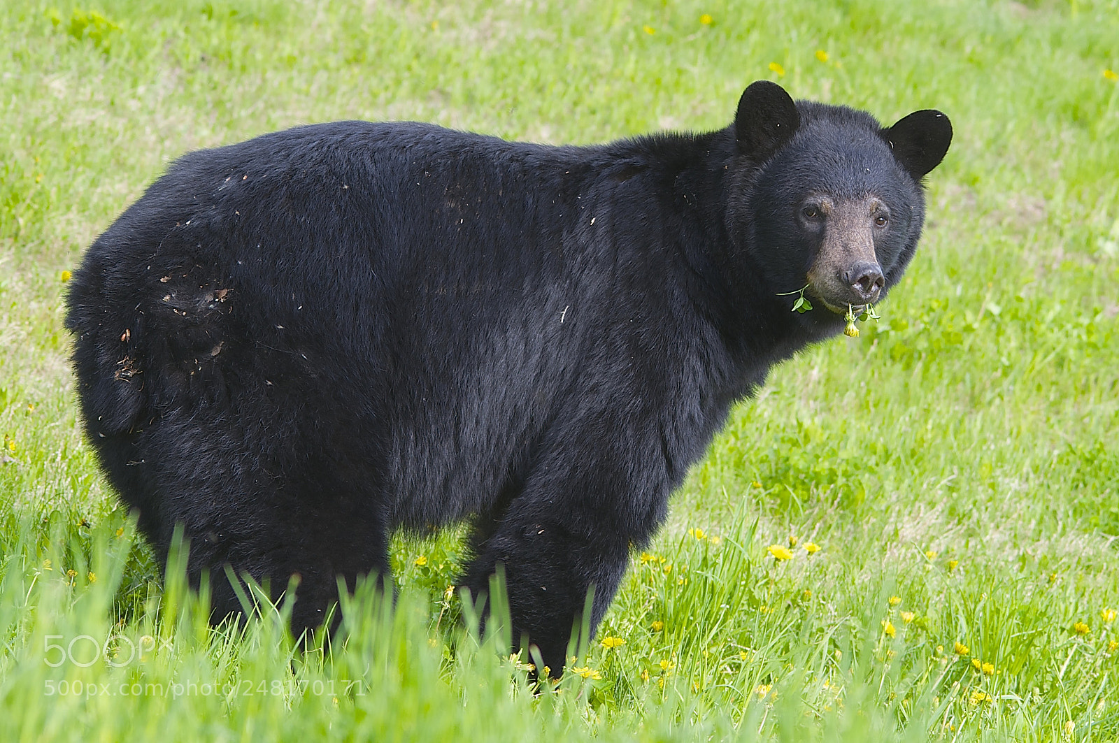 Nikon D5000 sample photo. Black bear photography