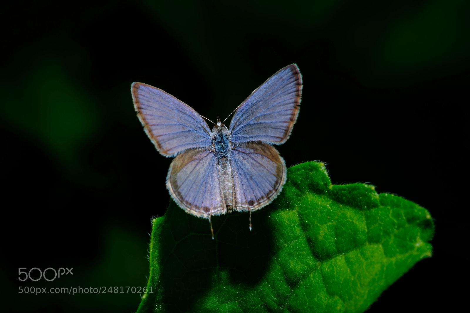 Fujifilm X-T2 sample photo. Colorful butterflies photography