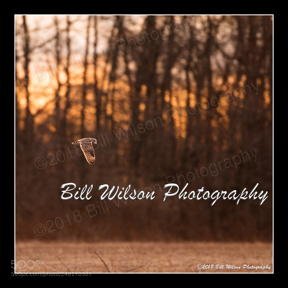 Nikon D500 sample photo. Shortie sunset photography