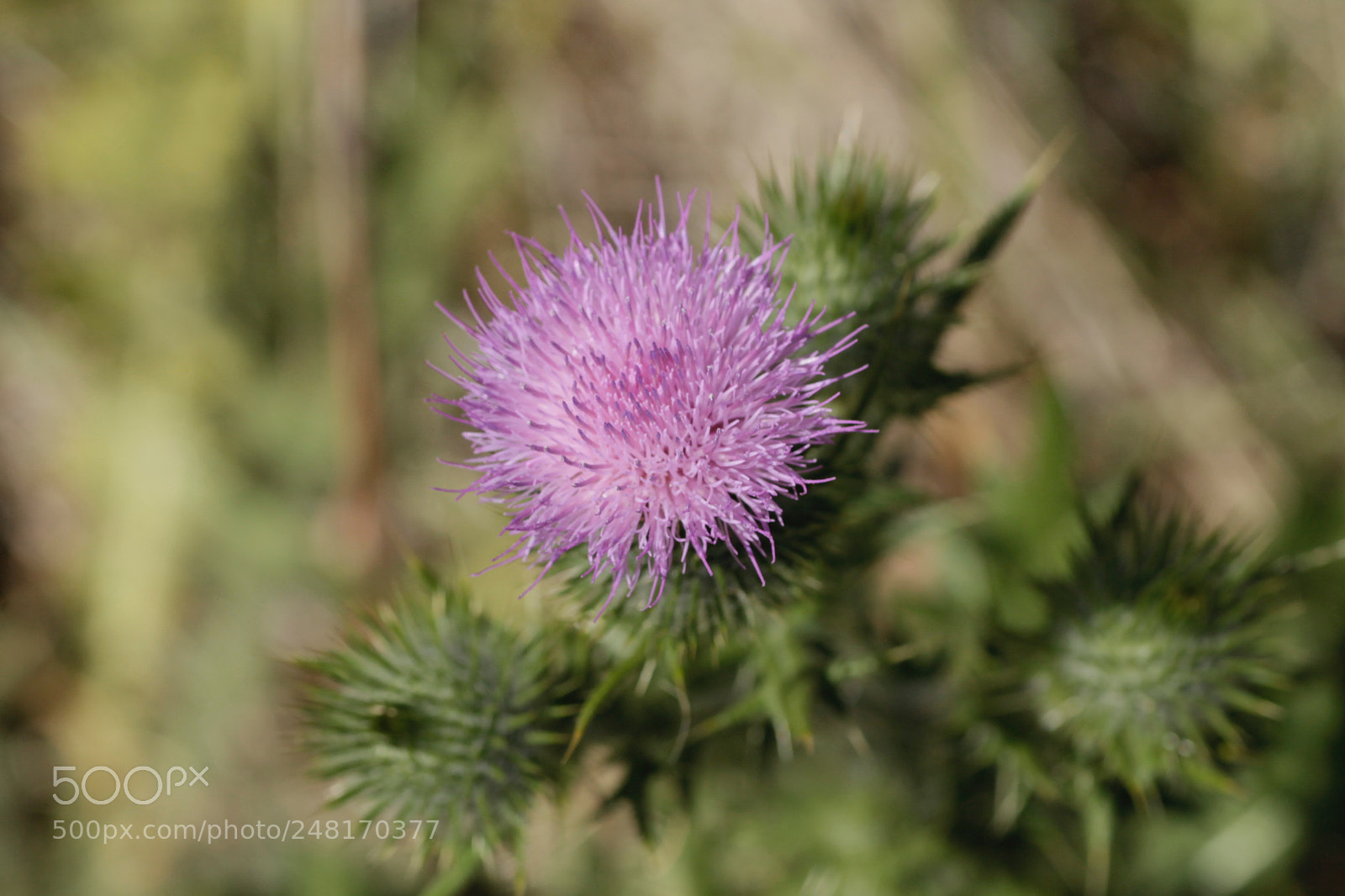 Canon EOS 1100D (EOS Rebel T3 / EOS Kiss X50) sample photo. Thistle? photography