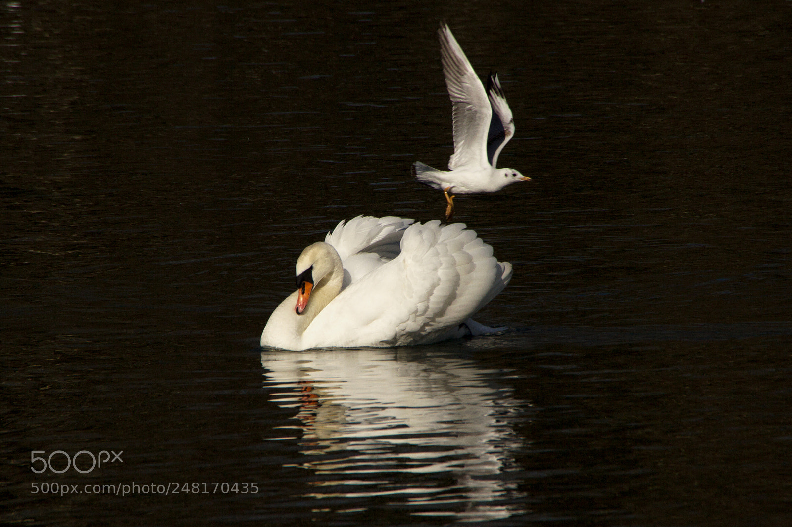 Canon EOS 60D sample photo. Swan & seagull photography