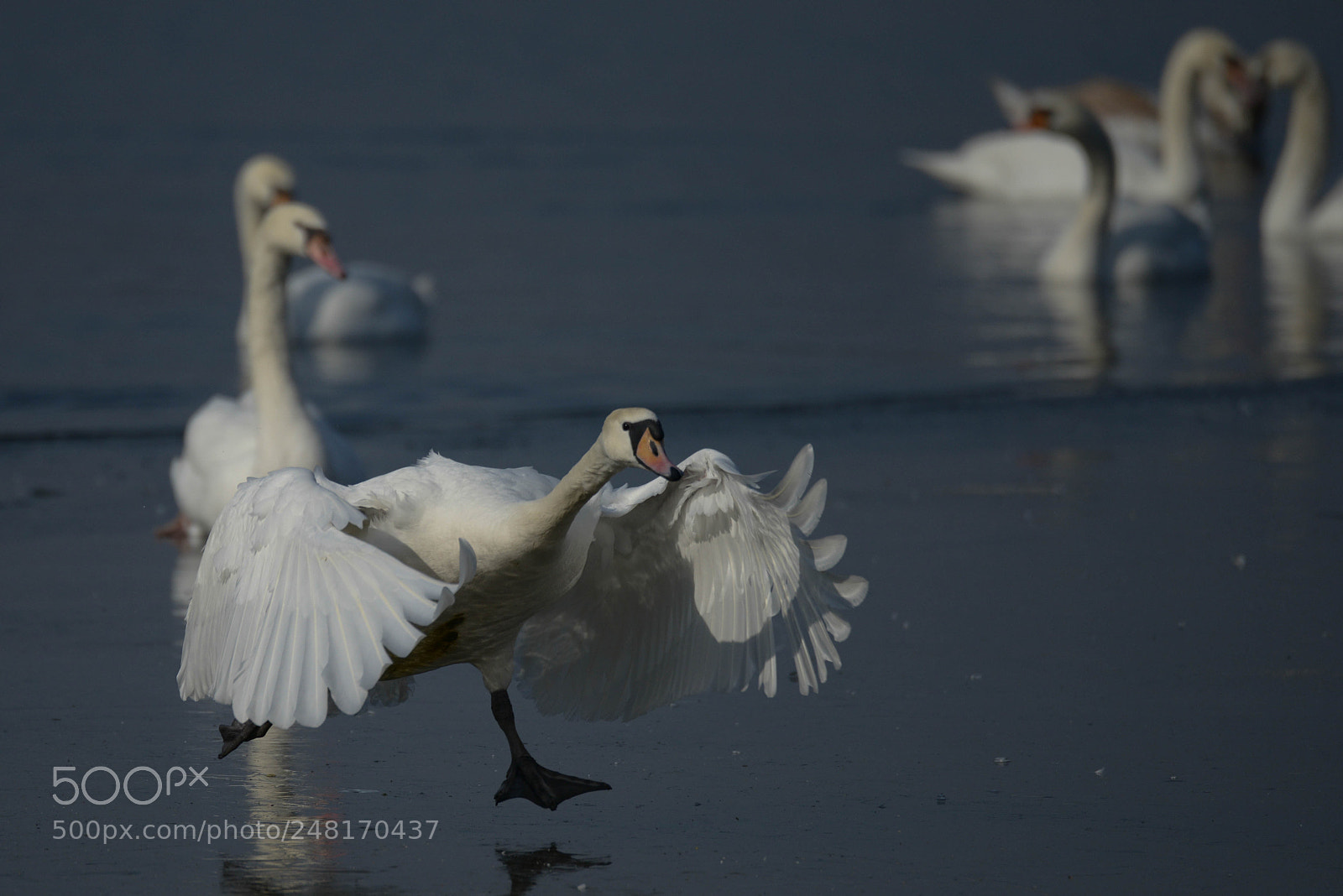 Nikon D800 sample photo. Start to fly photography