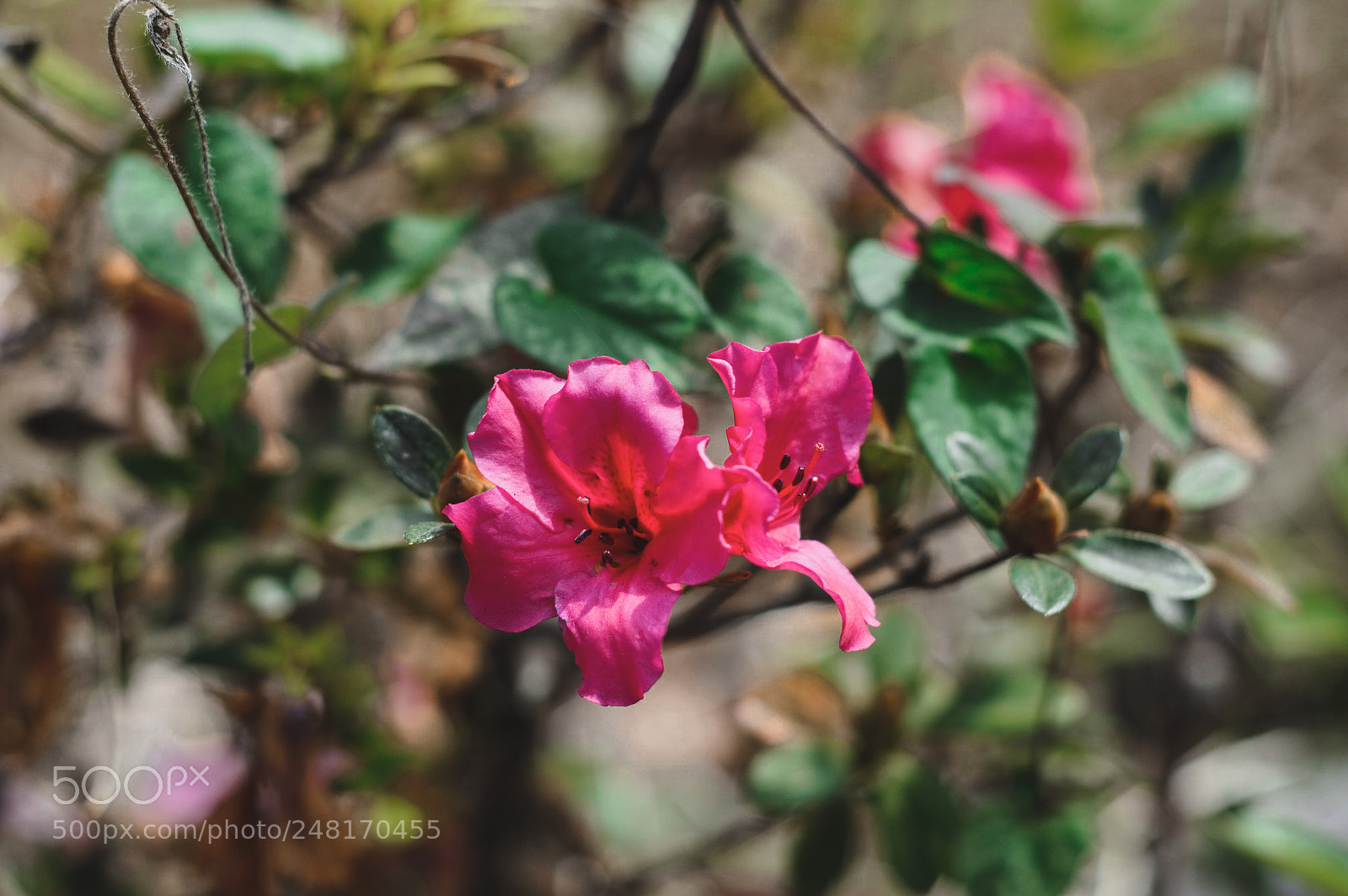 Nikon D3200 sample photo. Flor photography