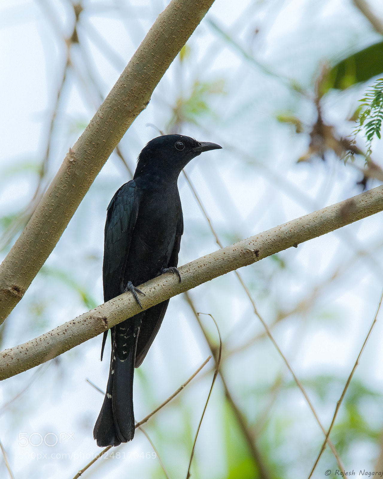 Nikon D500 sample photo. Square tailed drongo-cuckoo photography