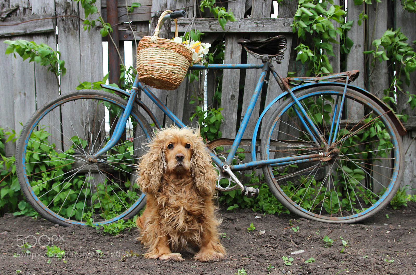 Canon EOS 600D (Rebel EOS T3i / EOS Kiss X5) sample photo. Dog photography