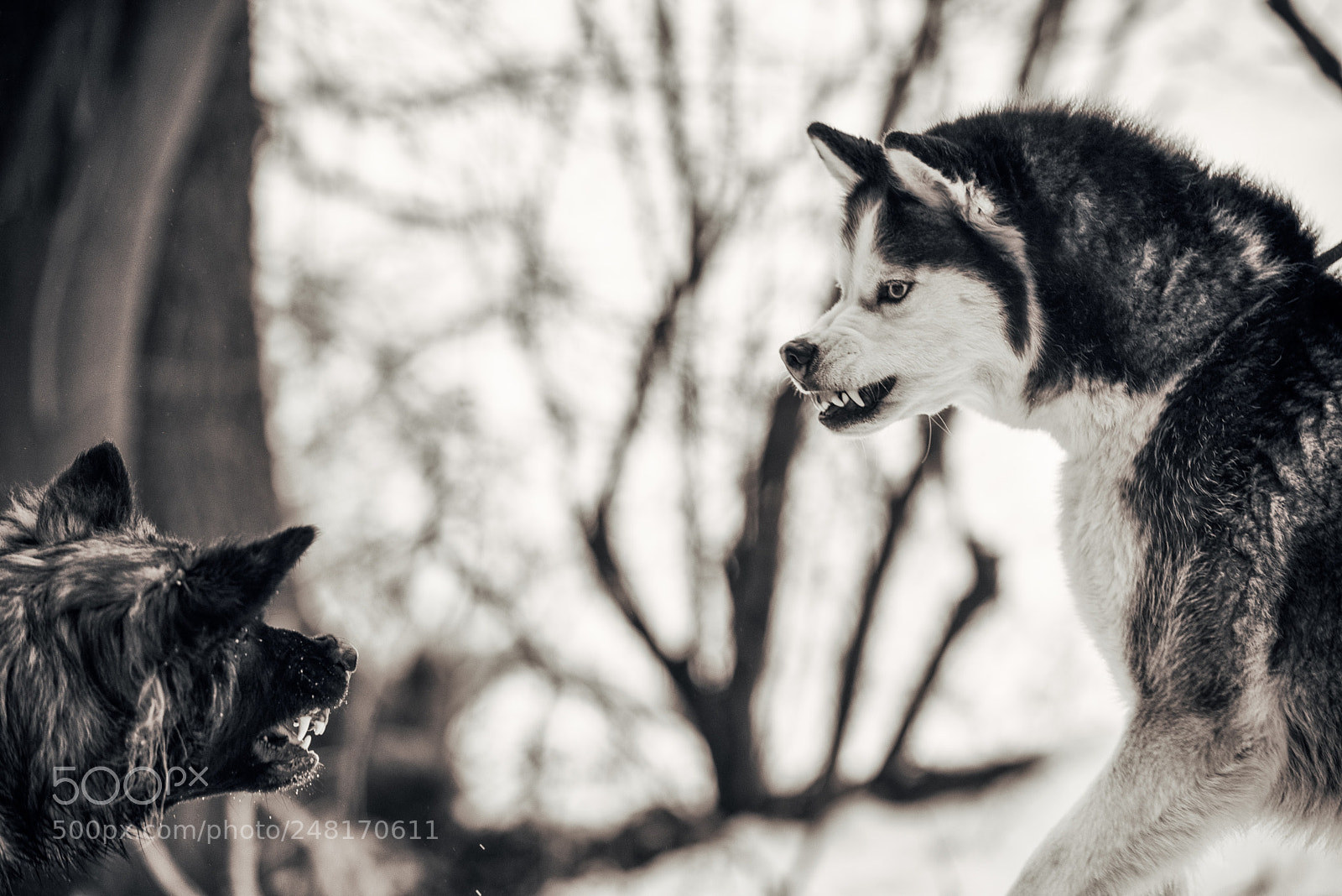 Nikon D810 sample photo. An argument photography