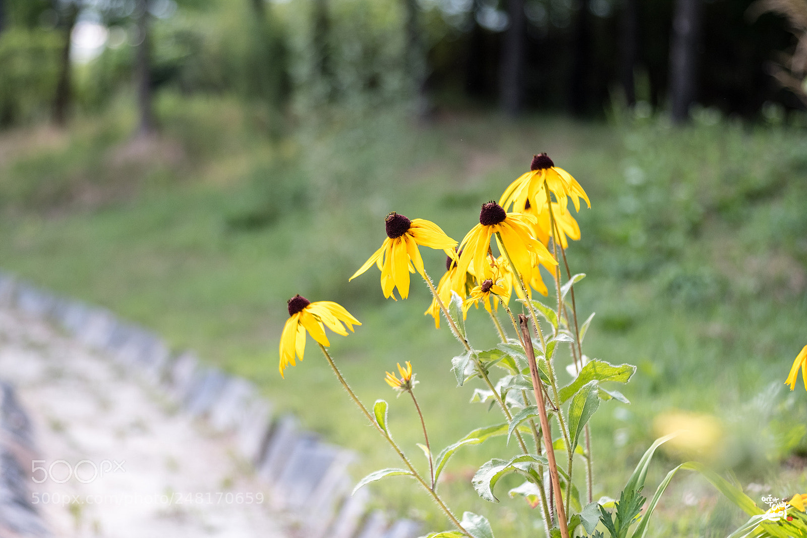Fujifilm X-T2 sample photo. Summer flower photography