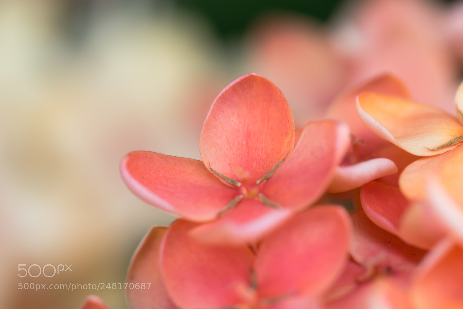 Nikon D5500 sample photo. Close up orange flowers photography