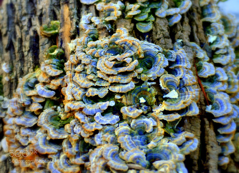 Nikon D3200 sample photo. Growth photography