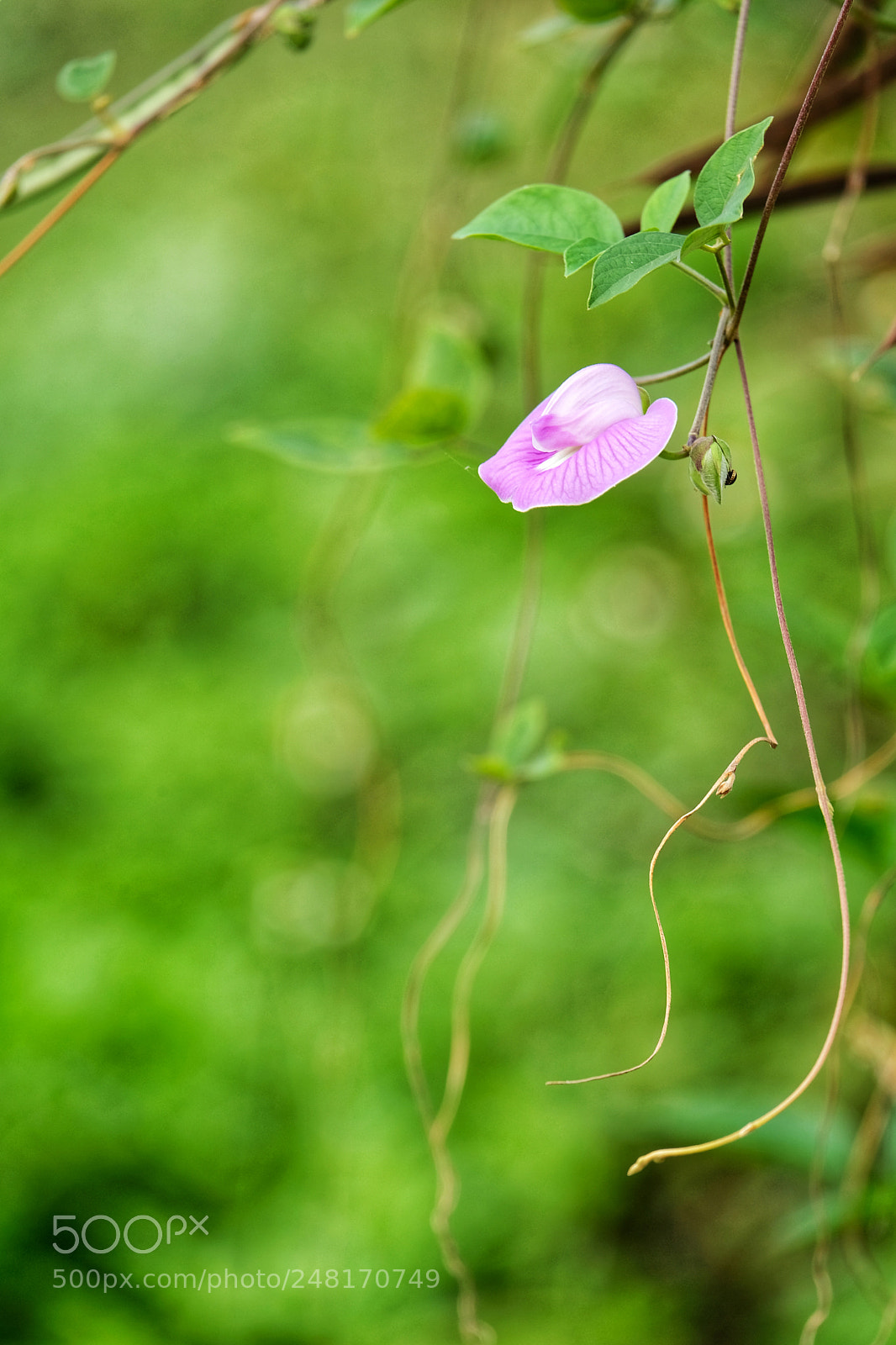 Fujifilm X-T20 sample photo. Pink photography