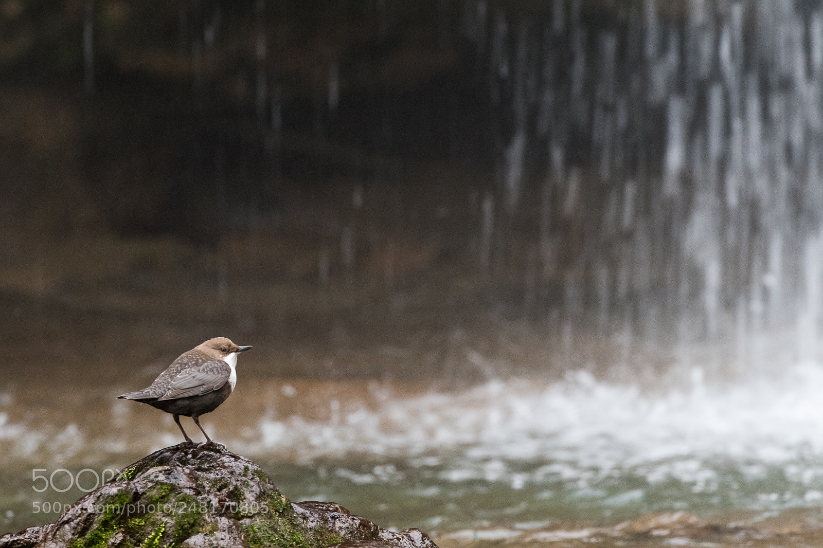 Nikon D500 sample photo. Cincle plongeur / white-throated dipper photography