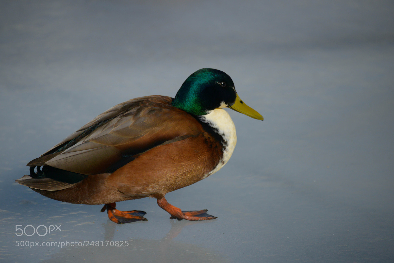 Nikon D800 sample photo. Duck on ice photography