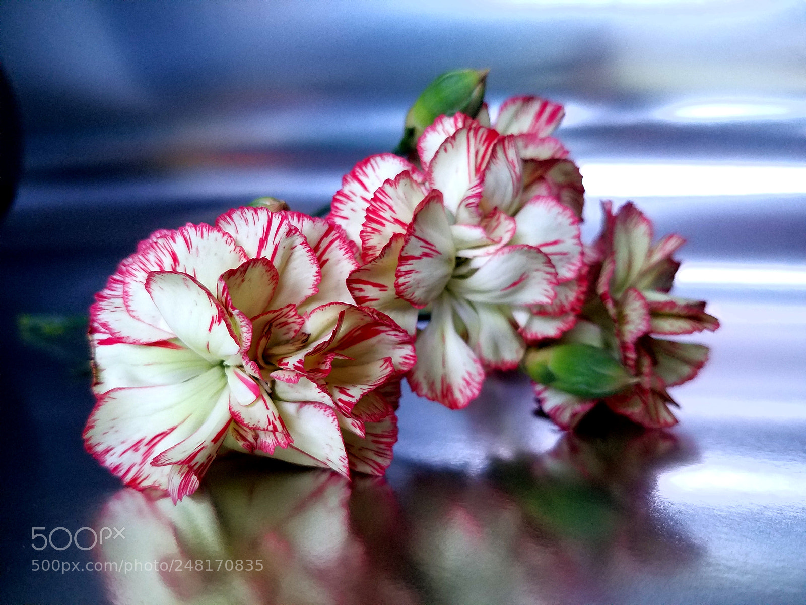 Samsung Galaxy S7 Edge sample photo. Carnations photography