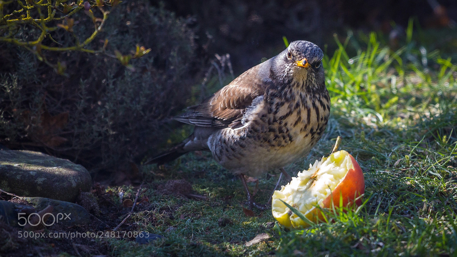 Canon EOS 60D sample photo. Wacholderdrossel (turdus pilaris) photography