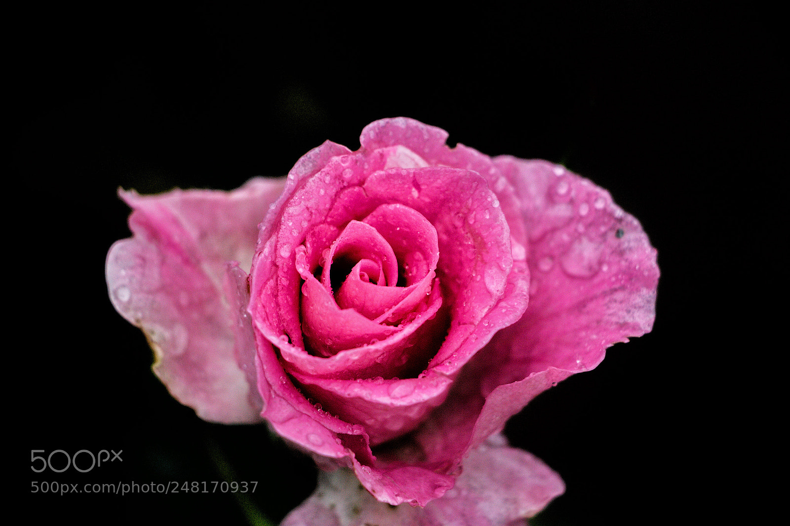 Canon EOS 700D (EOS Rebel T5i / EOS Kiss X7i) sample photo. Rose photography