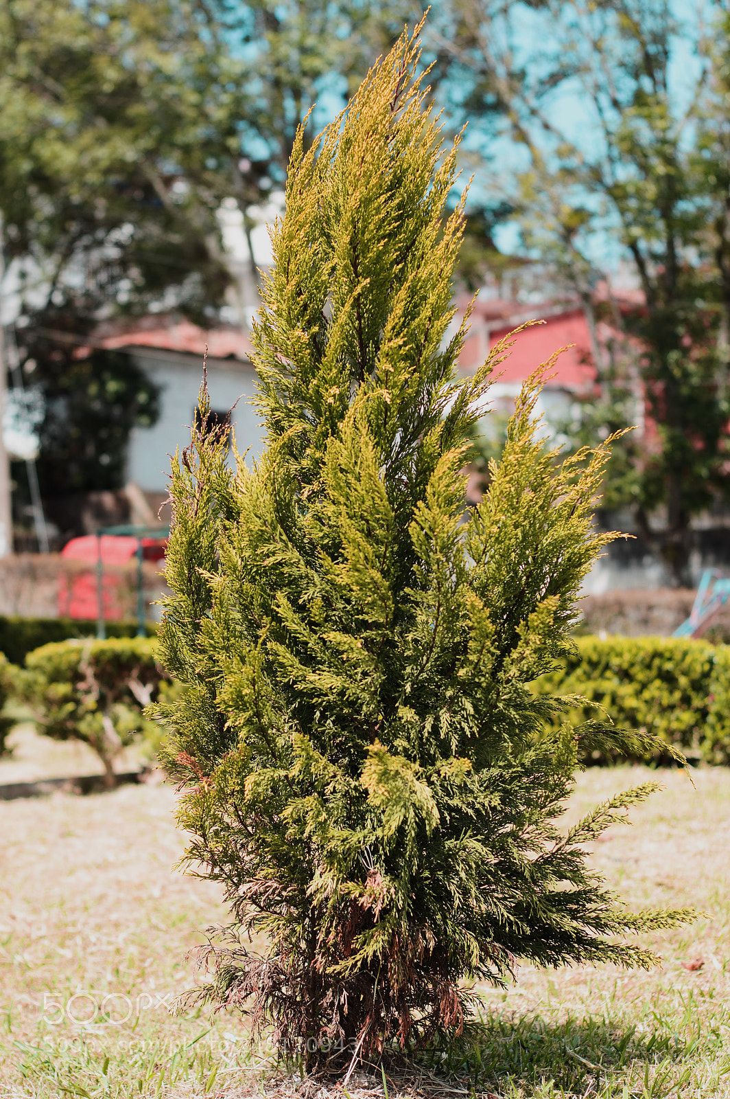 Nikon D3200 sample photo. Pino photography
