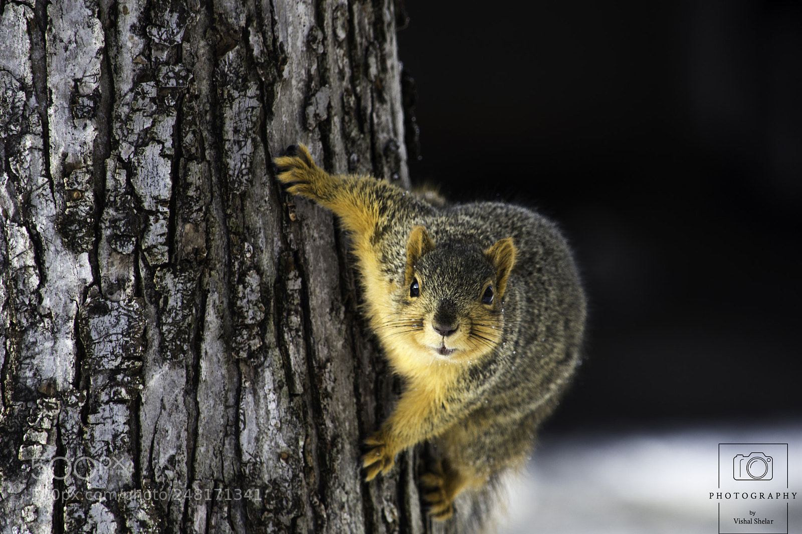 Nikon D7200 sample photo. Sweet squirrel photography