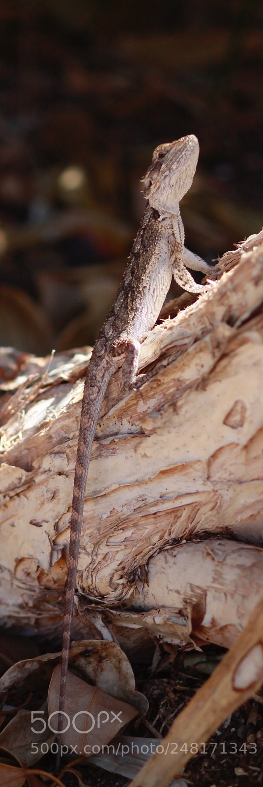 Canon EOS 1100D (EOS Rebel T3 / EOS Kiss X50) sample photo. Basking dragon 2 photography