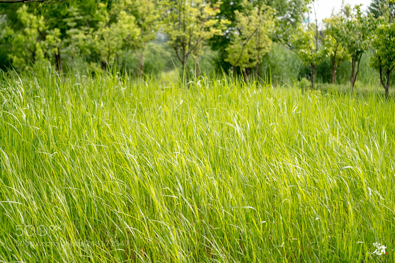 Fujifilm X-T2 sample photo. Summer green photography