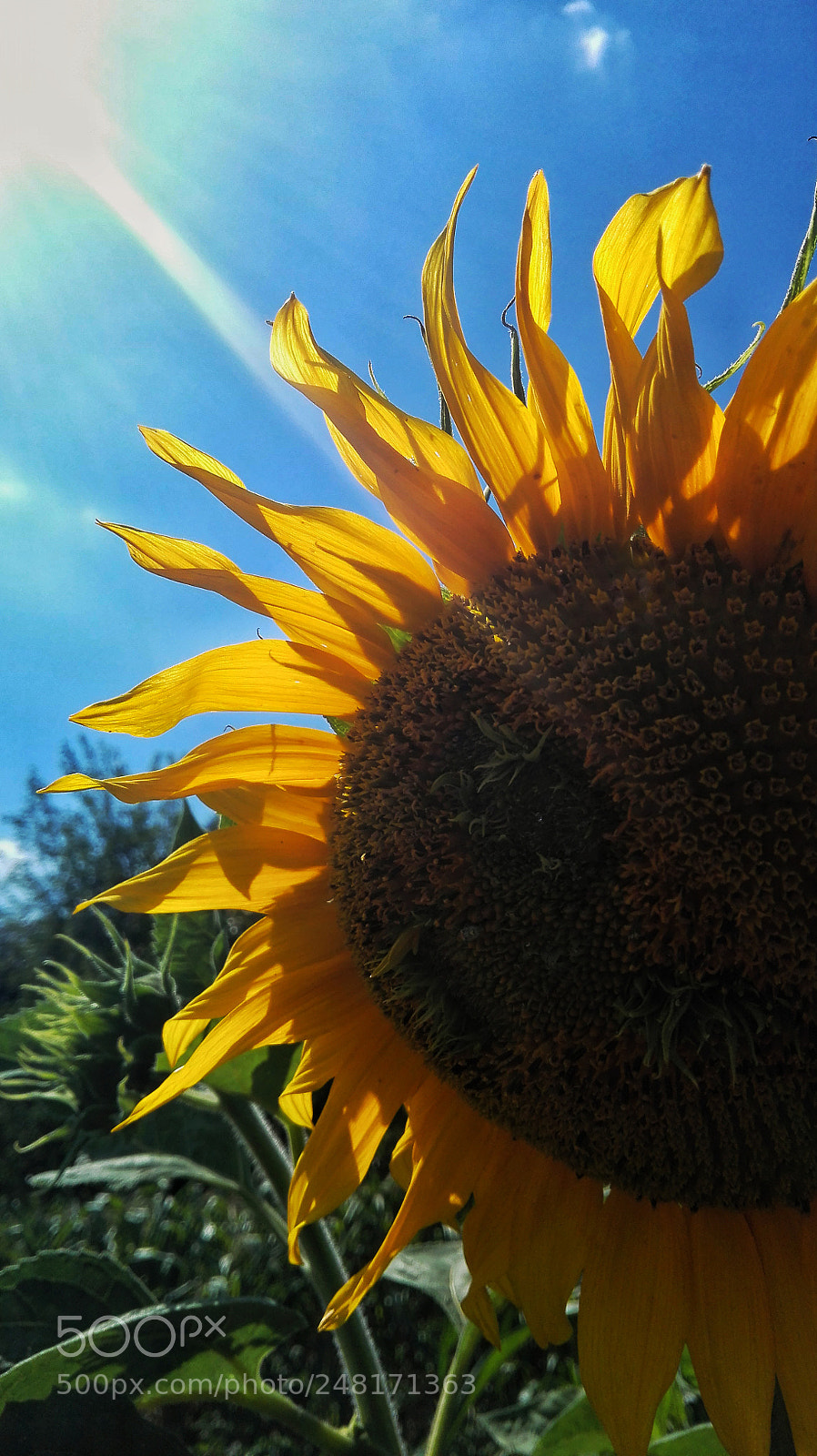 HUAWEI P8 Lite sample photo. Untitled photography