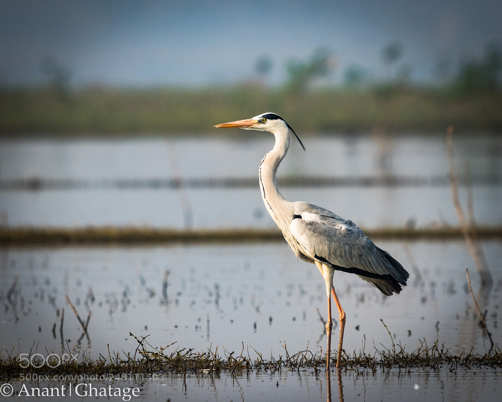 Canon EOS 80D sample photo. Weekend visit to bird photography