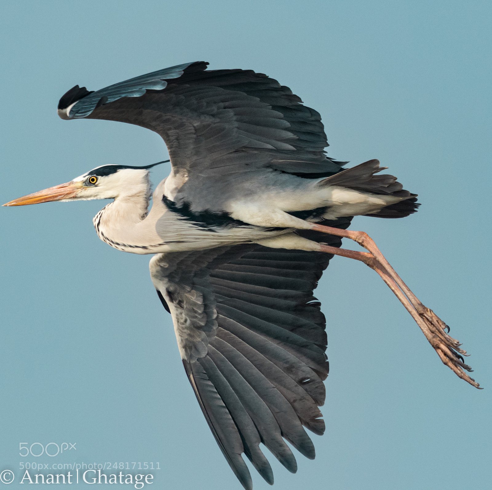 Canon EOS 80D sample photo. Weekend visit to bird photography