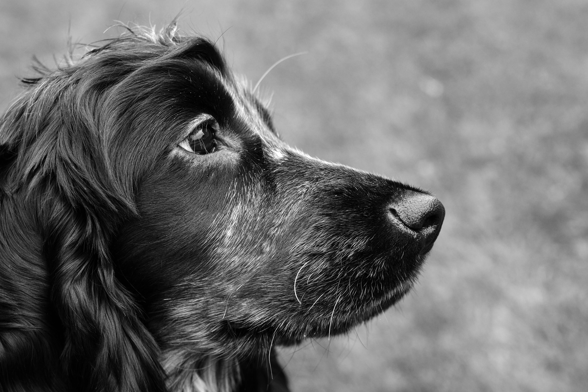 Nikon D90 sample photo. Dog photography