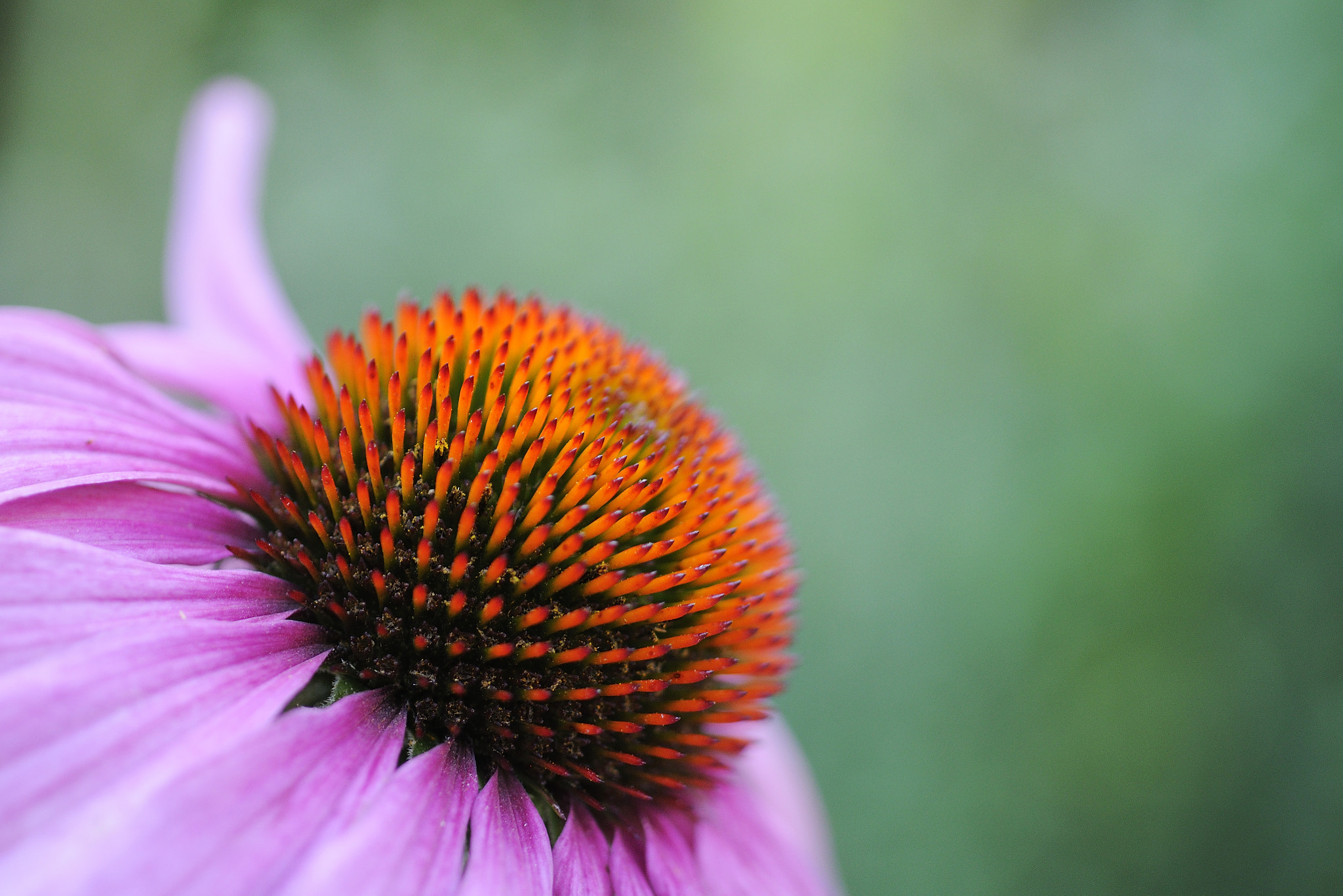 Nikon D90 + Sigma 50mm F2.8 EX DG Macro sample photo. Macro photography