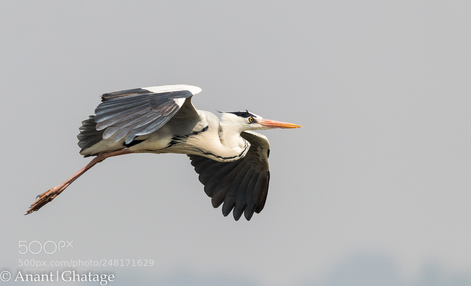 Canon EOS 80D sample photo. Weekend visit to bird photography