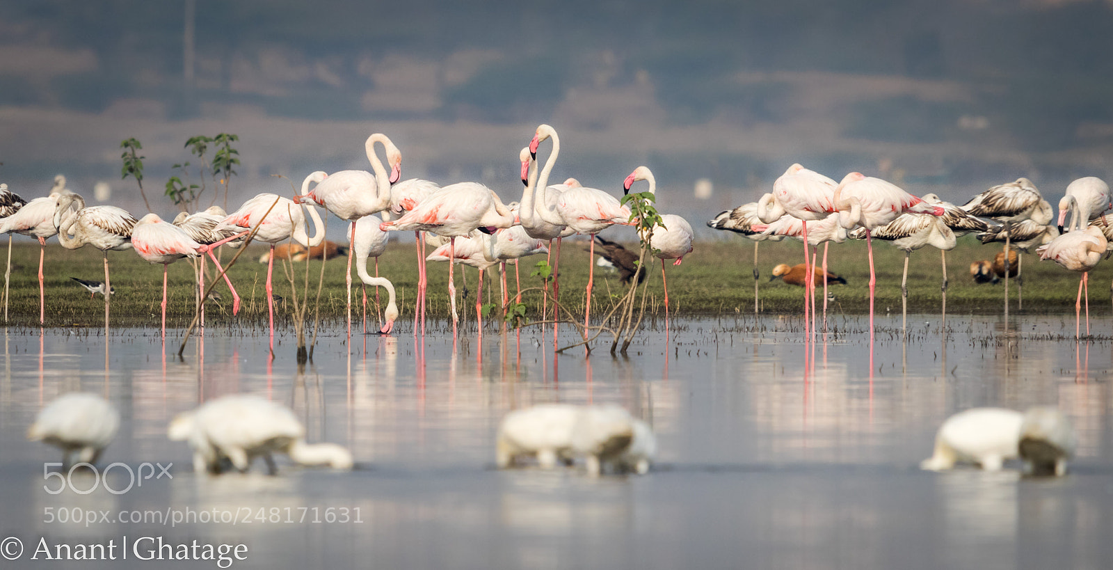 Canon EOS 80D sample photo. Weekend visit to bird photography