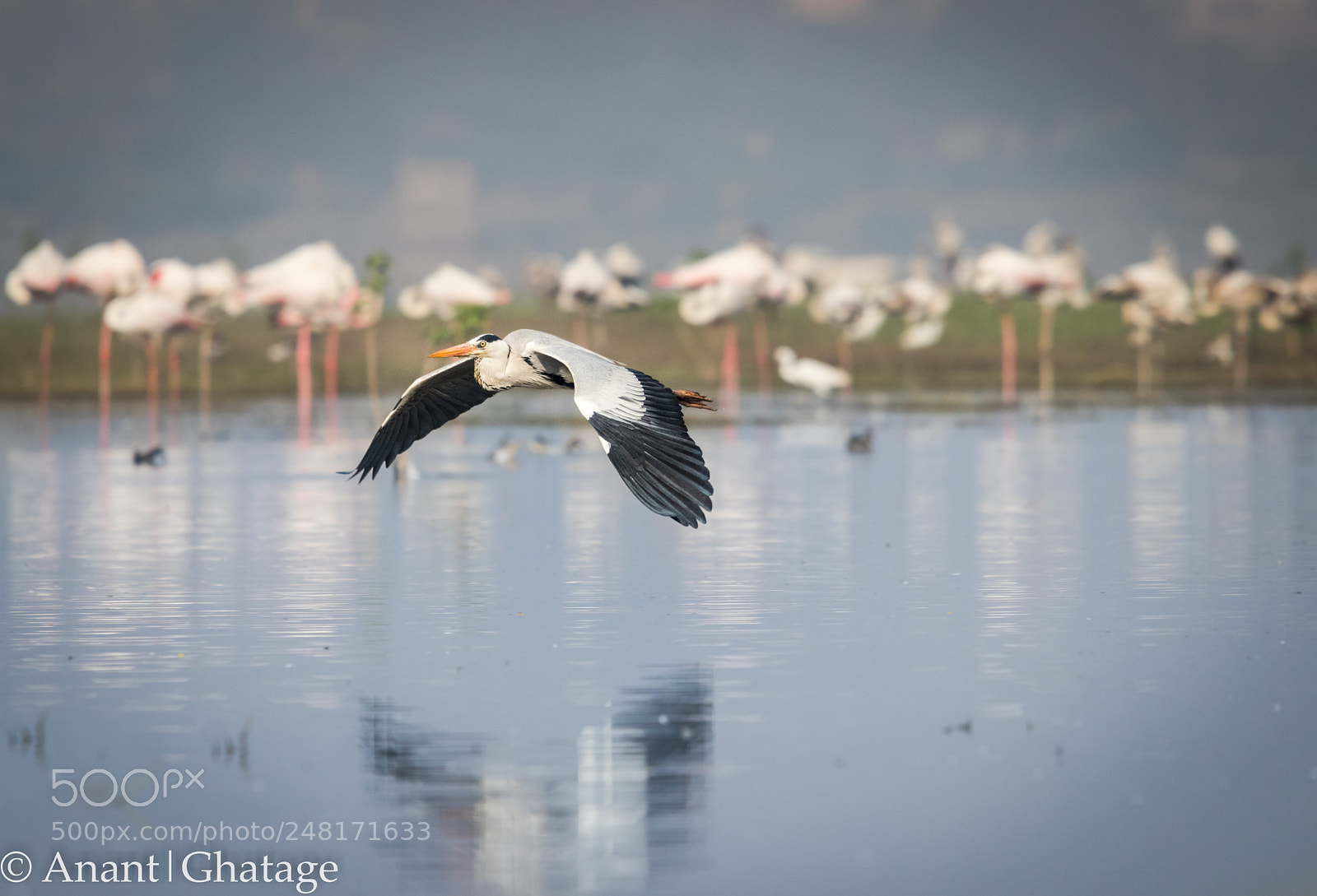 Canon EOS 80D sample photo. Weekend visit to bird photography