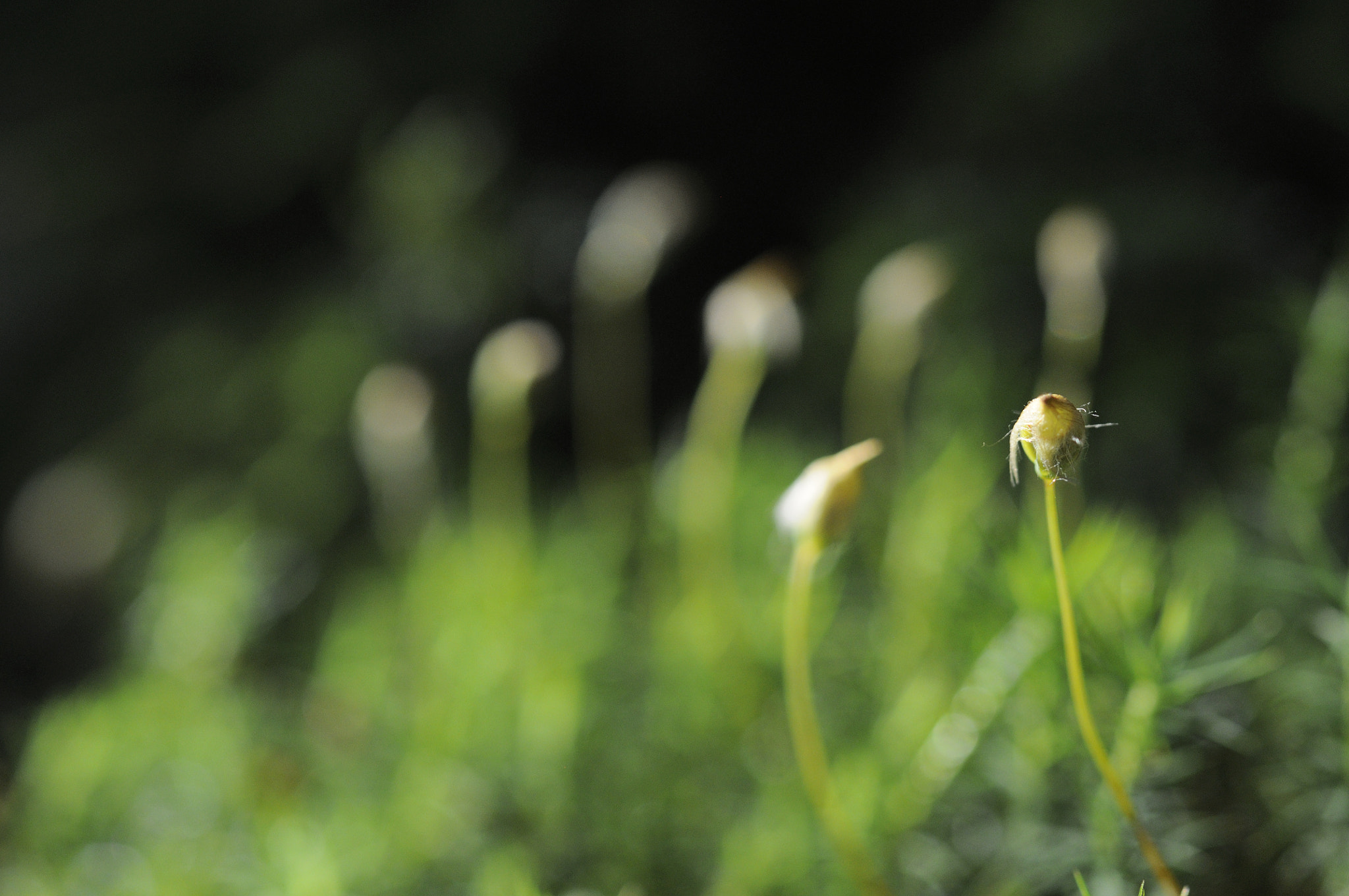 Nikon D90 + Sigma 50mm F2.8 EX DG Macro sample photo. Nature photography