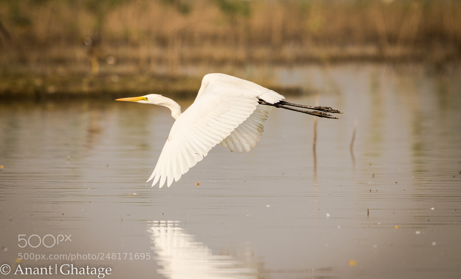 Canon EOS 80D sample photo. Weekend visit to bird photography