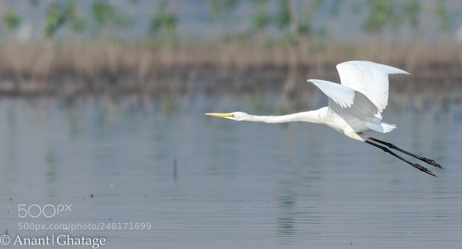 Canon EOS 80D sample photo. Weekend visit to bird photography