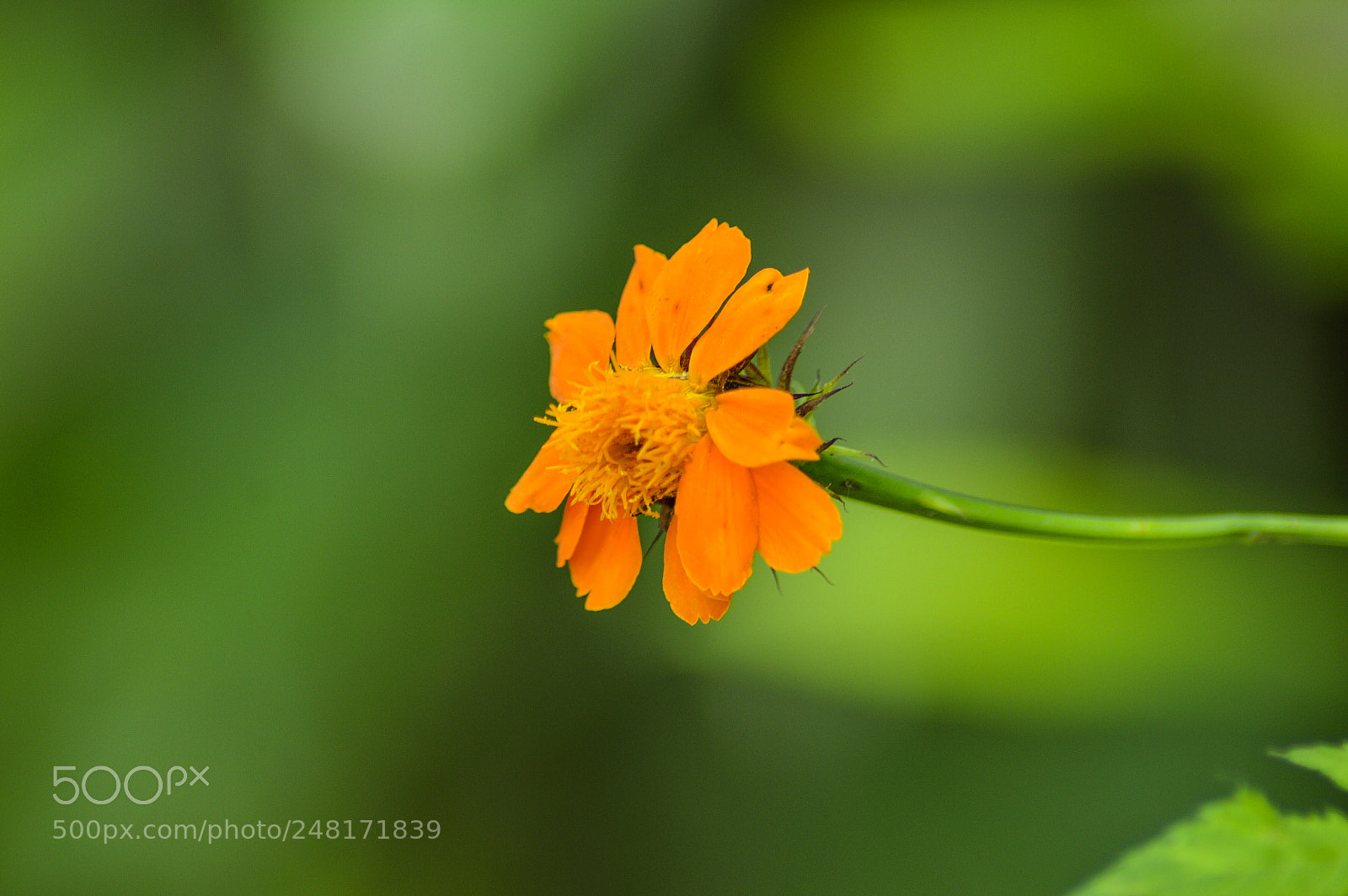 Nikon D3200 sample photo. Florecita photography