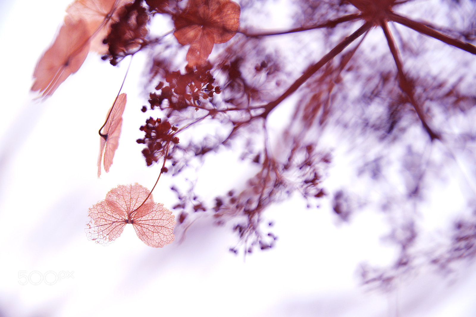 Nikon D610 sample photo. Winter photography
