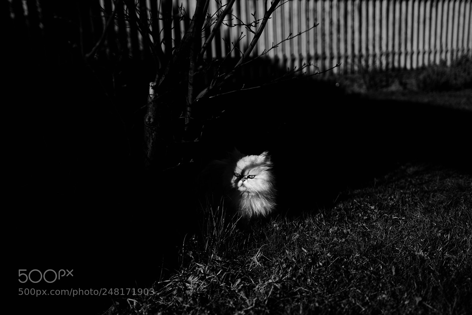 Leica Q (Typ 116) sample photo. Ghosts of shadows photography