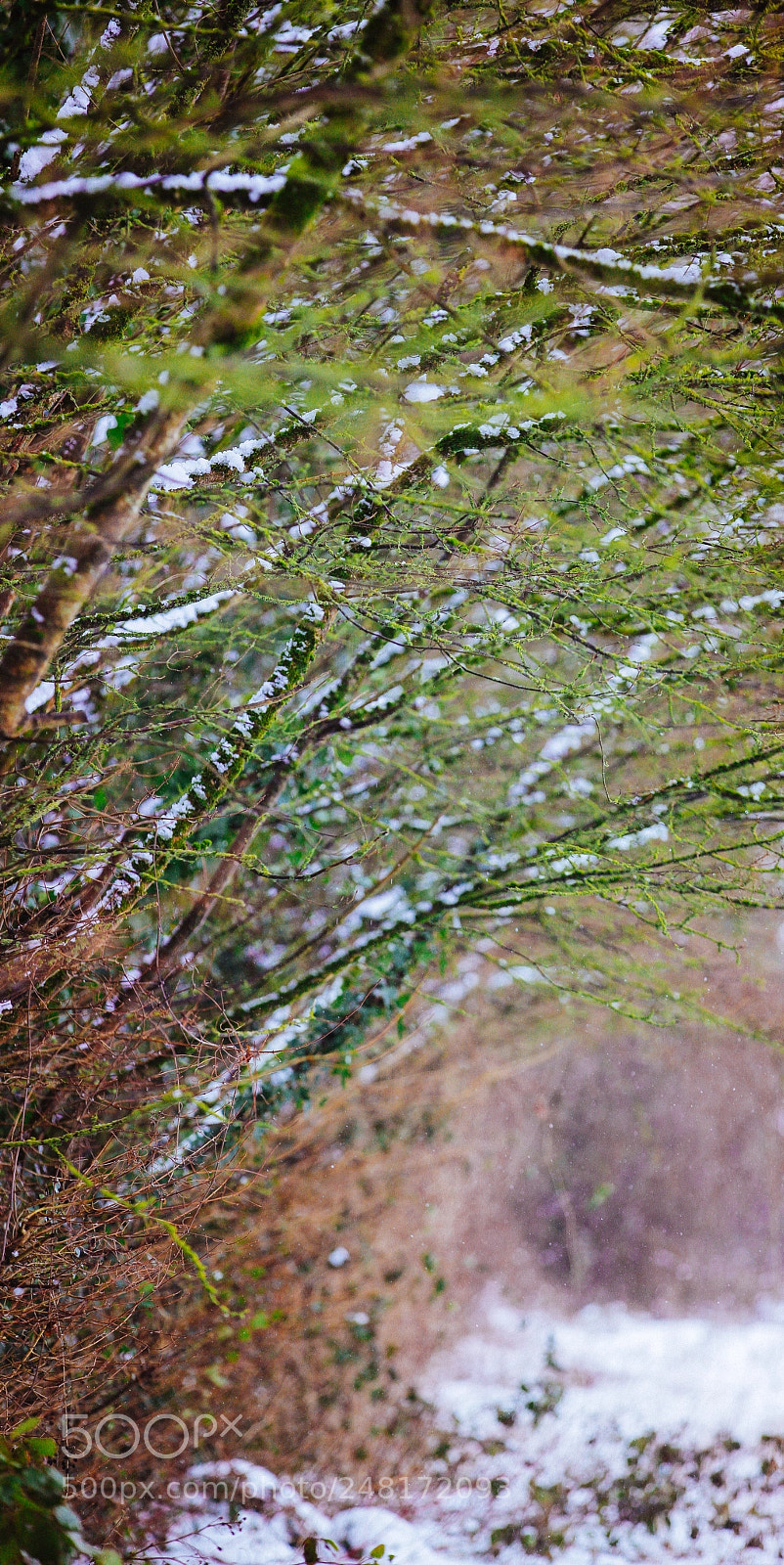 Canon EOS-1Ds Mark III sample photo. Spring under the heavy photography