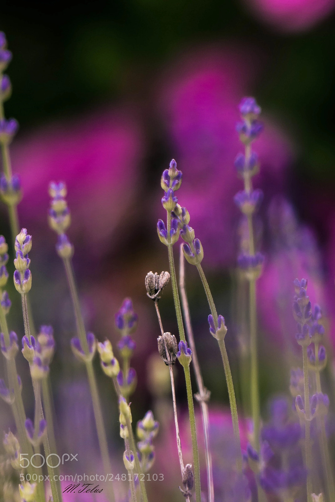 Panasonic Lumix DMC-FZ200 sample photo. Nie z tej wiosny photography