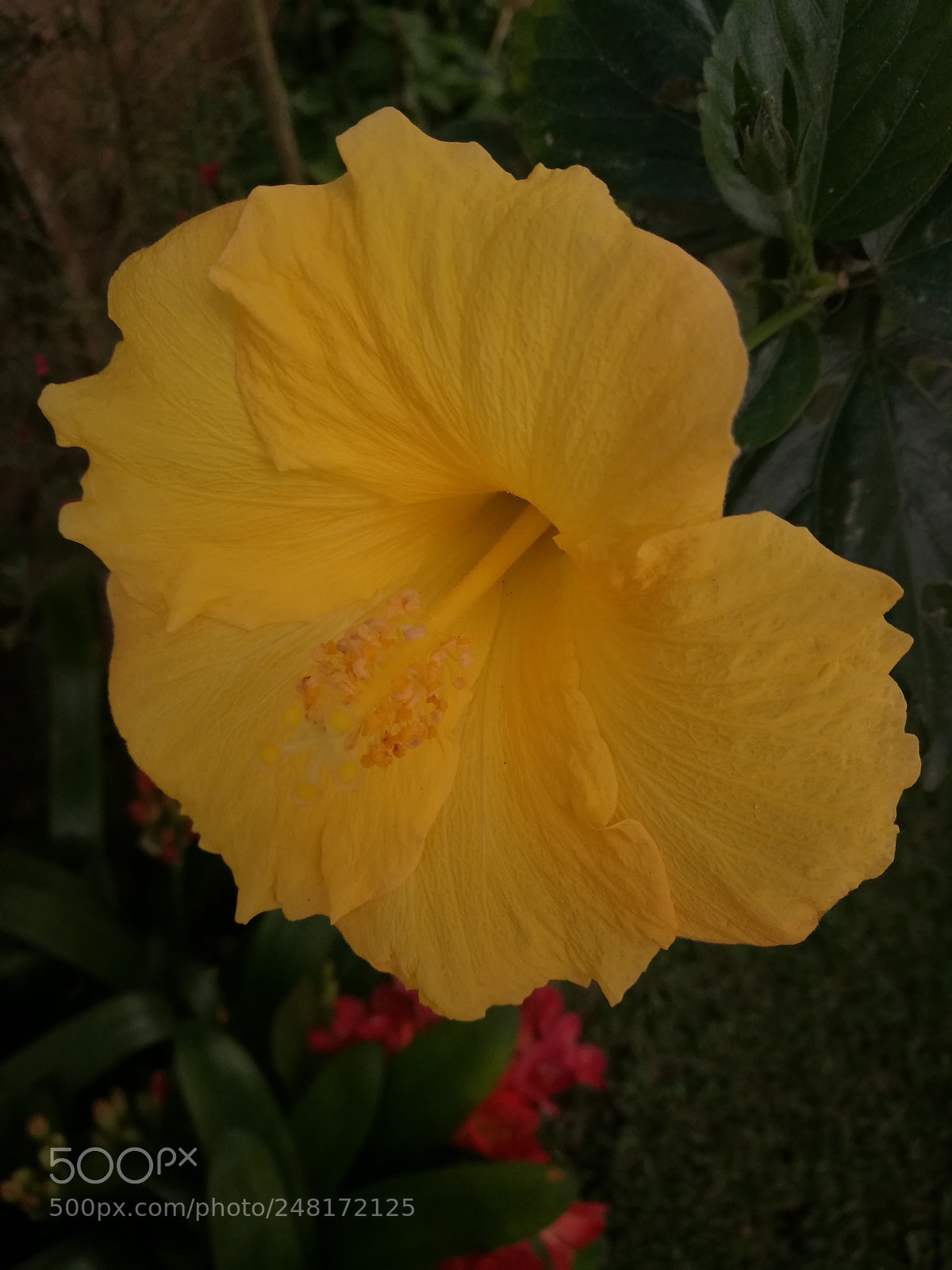 HUAWEI P9 Plus sample photo. Untitled photography