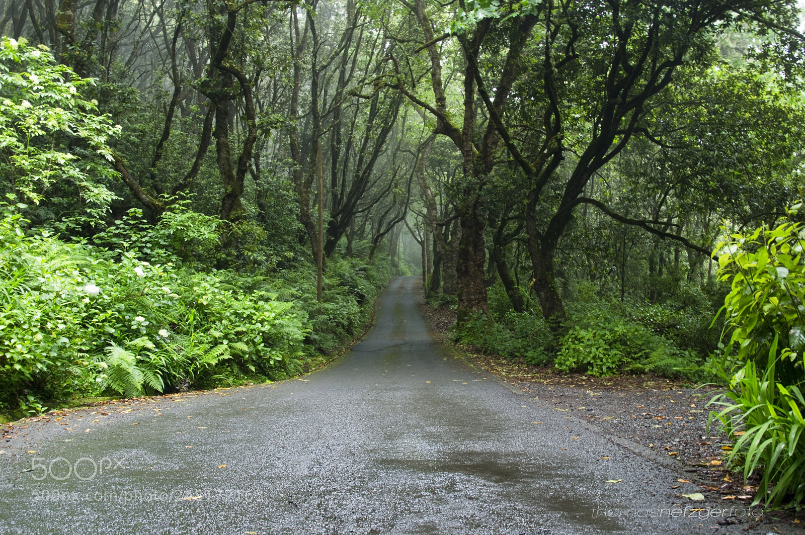 Pentax K-3 sample photo. Fairytale forest photography