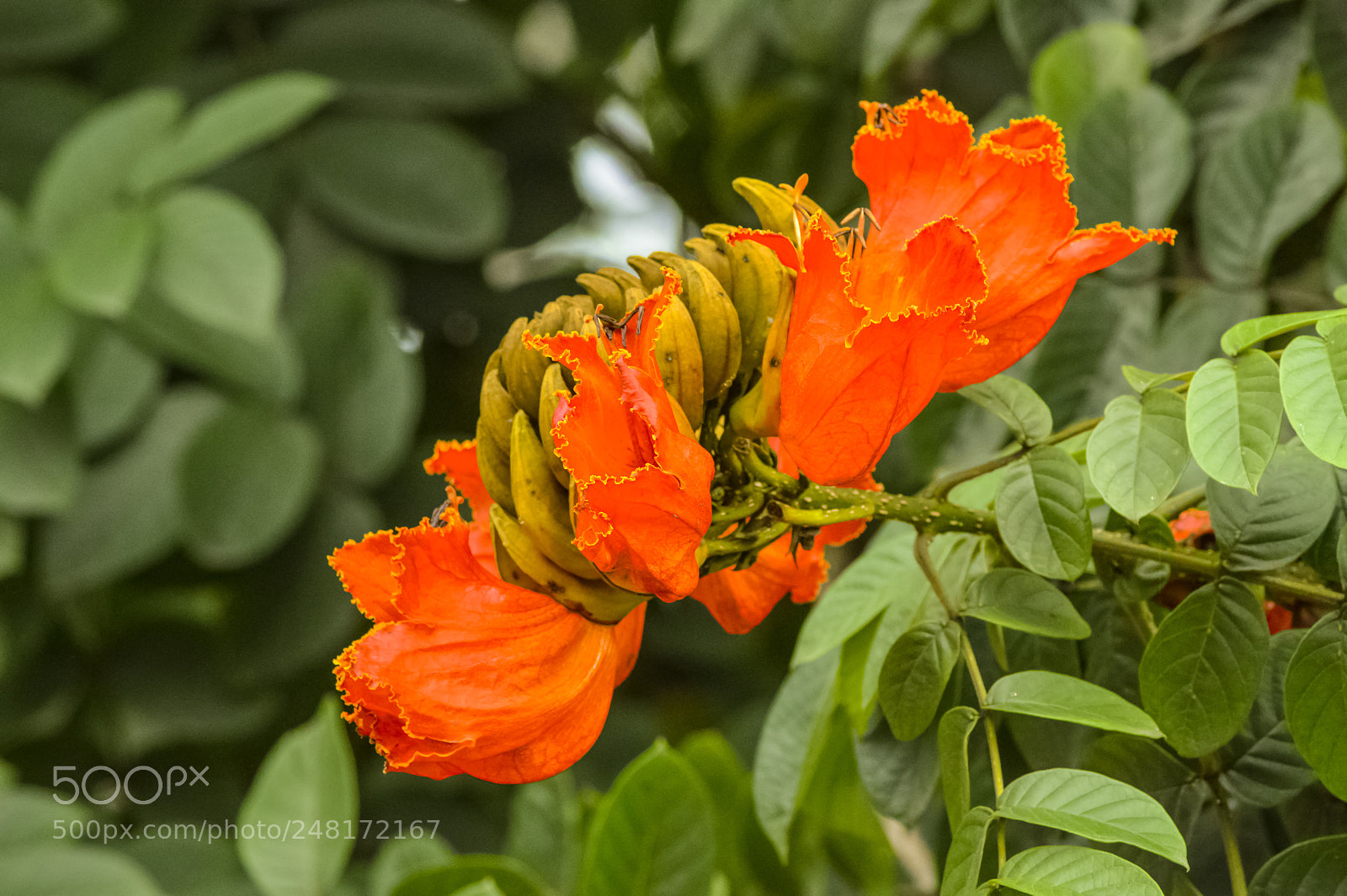 Nikon D3200 sample photo. Flores naranja photography