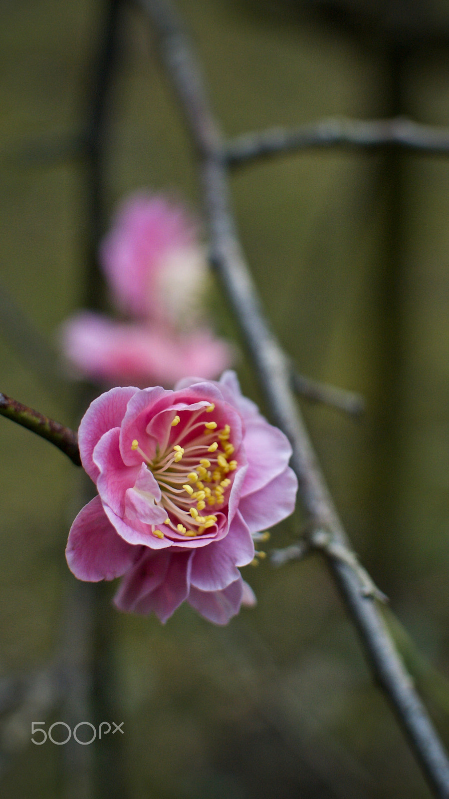 Nikon 1 J2 sample photo. Plum blossom photography