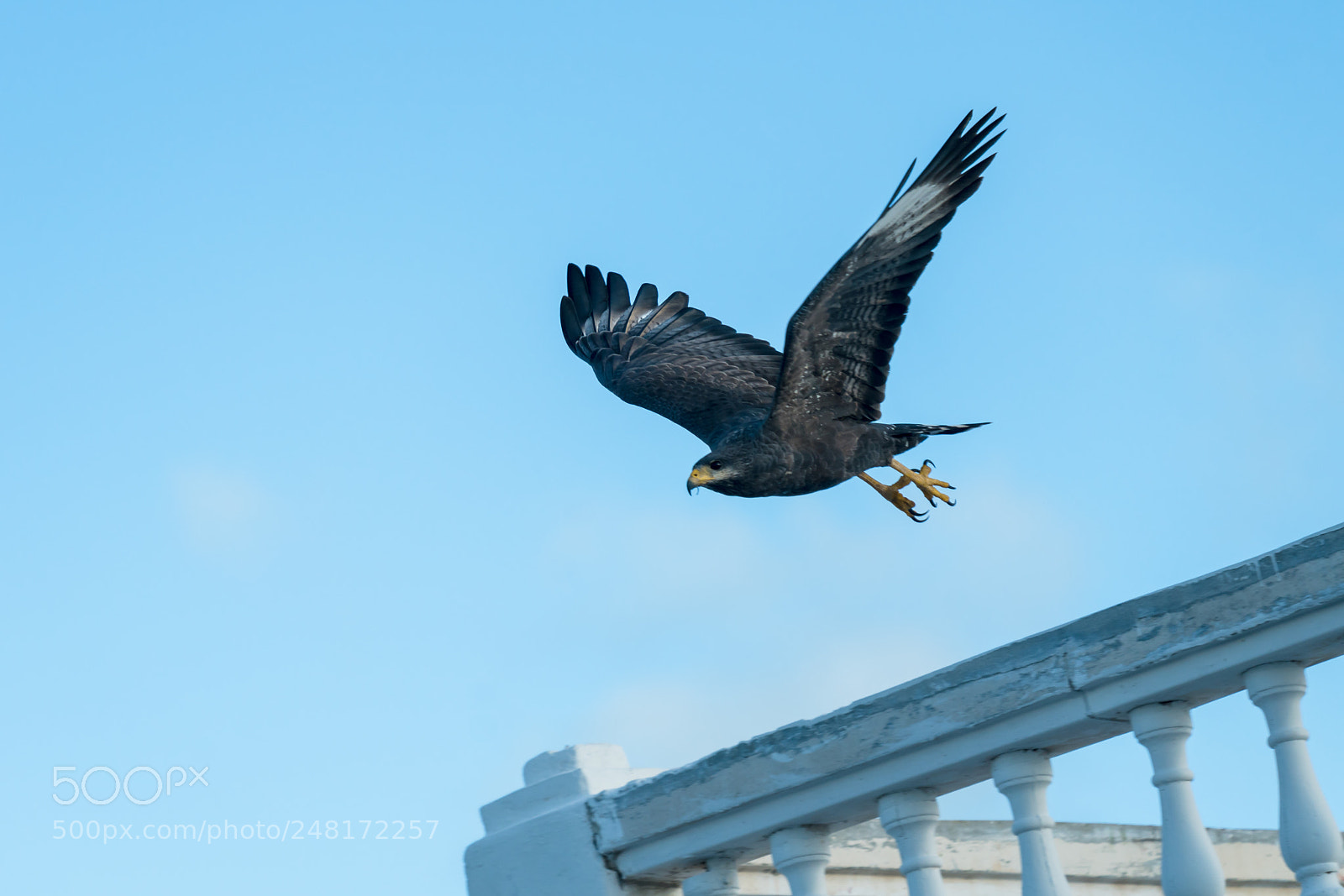 Sony a7R II sample photo. Bird of prey photography