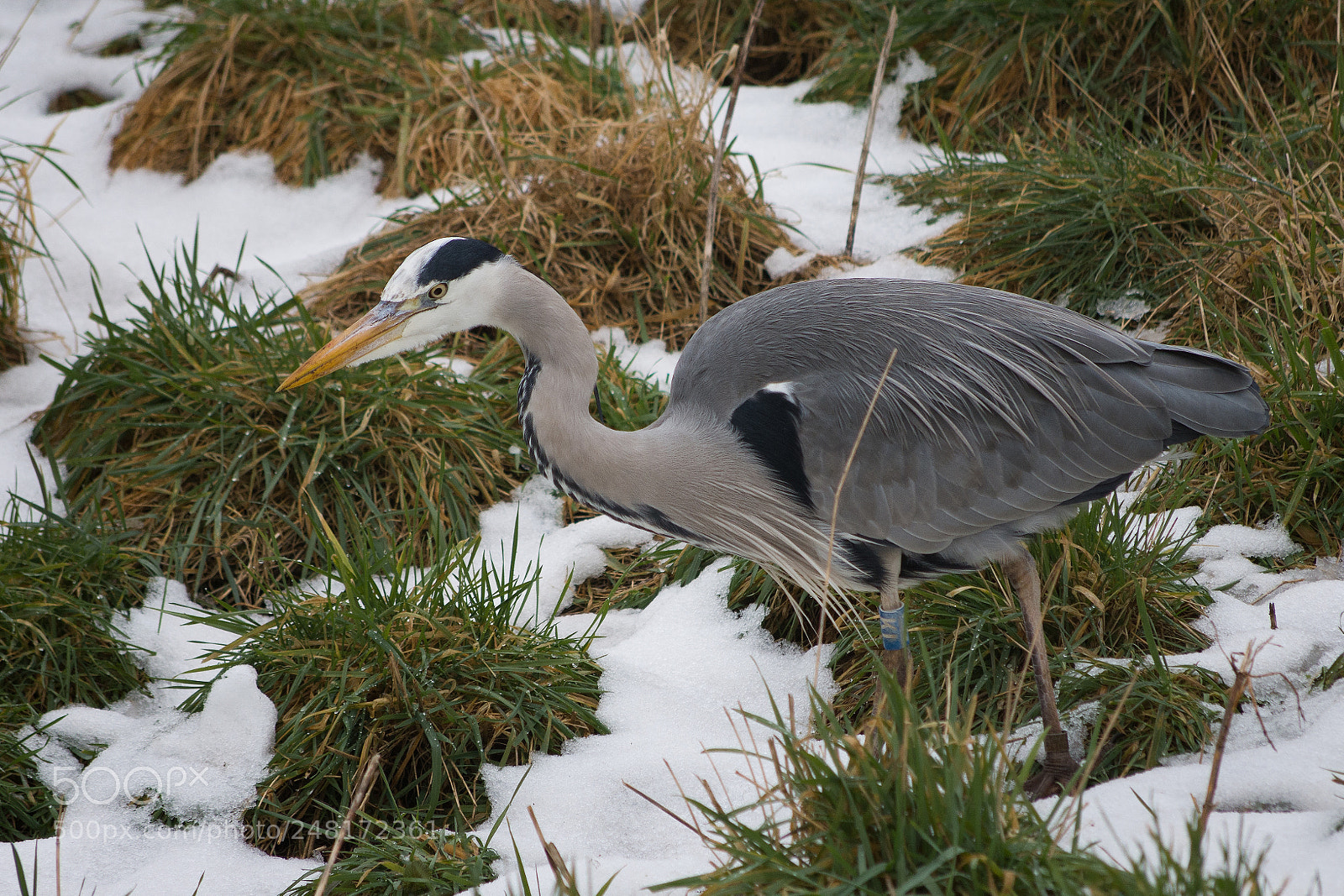 Nikon D7200 sample photo. Heron hunting in the photography