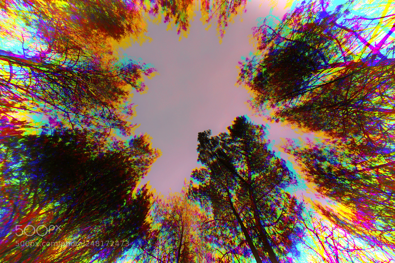 Canon EOS 700D (EOS Rebel T5i / EOS Kiss X7i) sample photo. Colourful trees photography