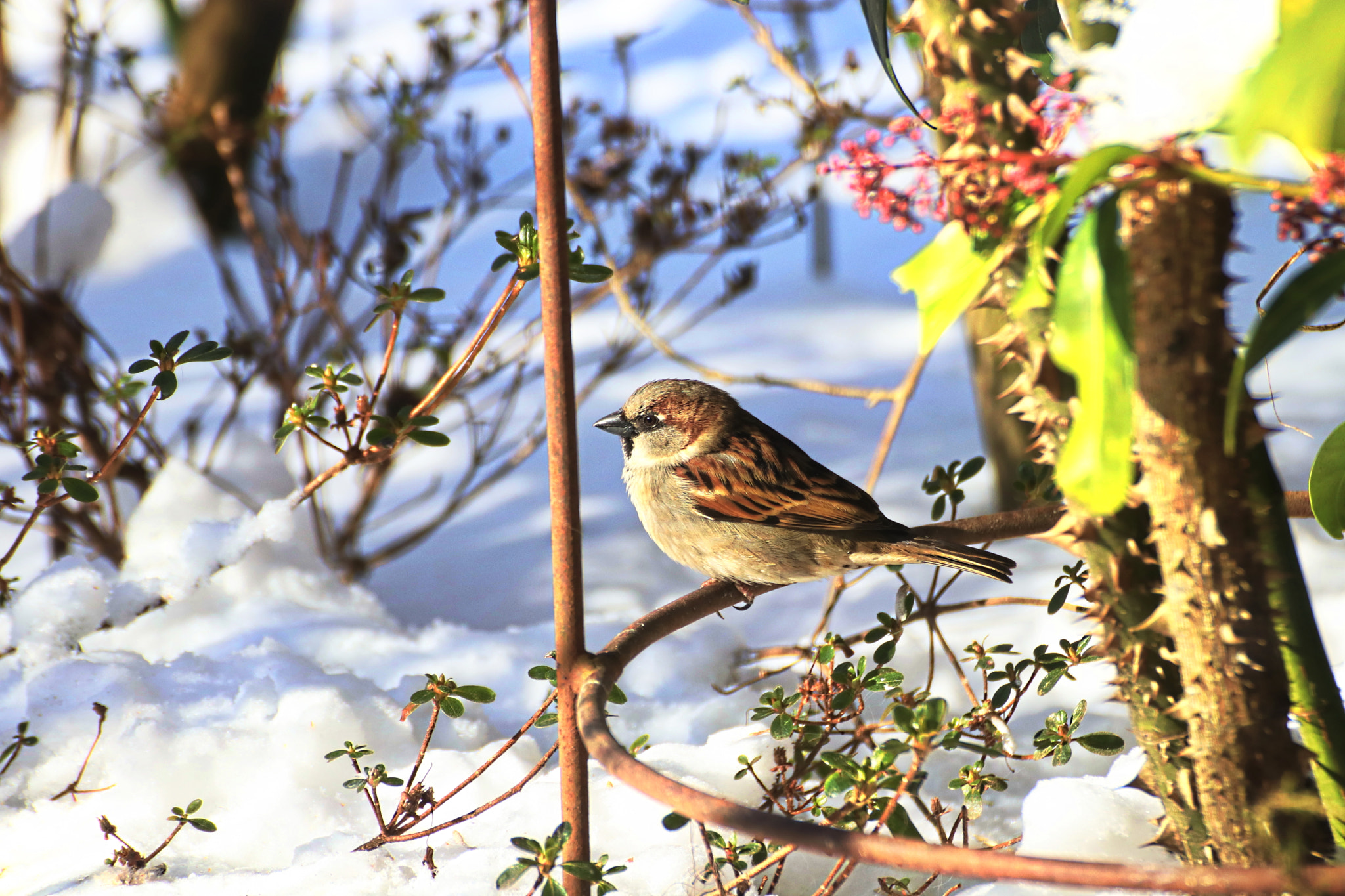 Canon EOS 80D + Tamron SP 35mm F1.8 Di VC USD sample photo. Winterspatz 1.0_1 photography