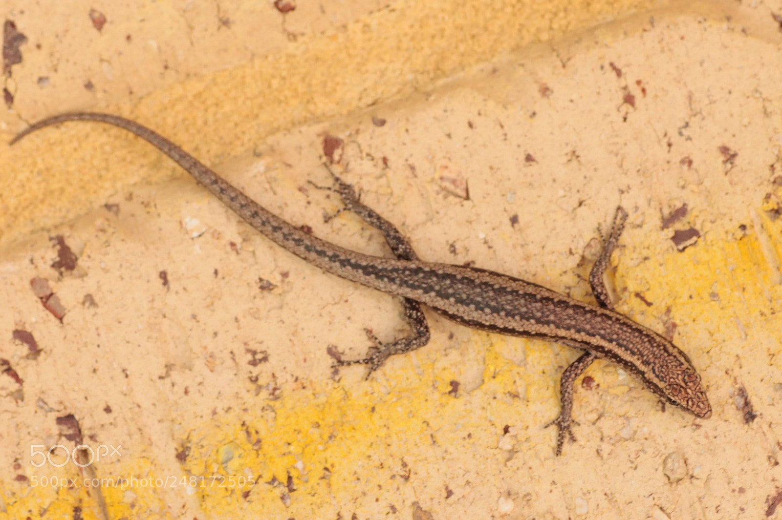 Canon EOS 1100D (EOS Rebel T3 / EOS Kiss X50) sample photo. Fence skink photography