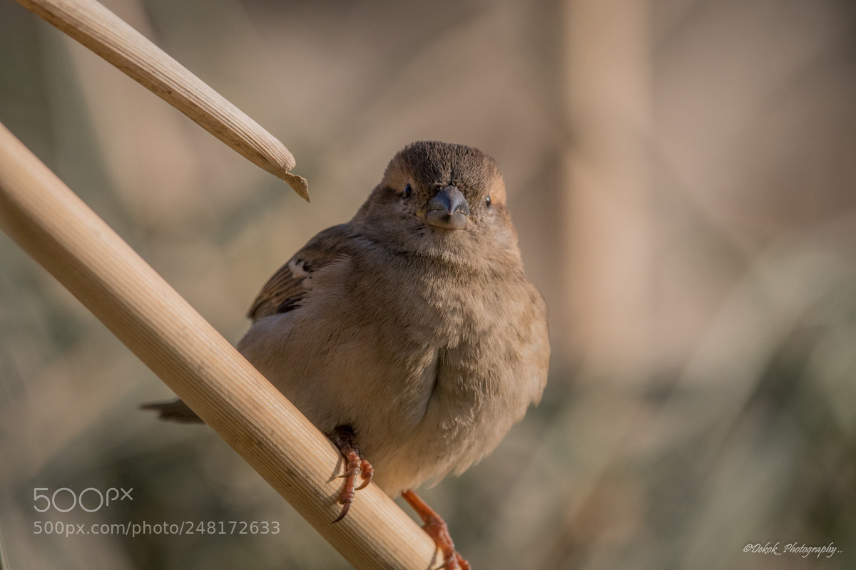 Nikon D500 sample photo. Sparrow ... photography