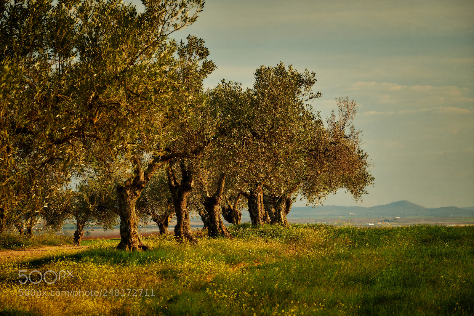 Fujifilm X-T2 sample photo. Olive trees photography